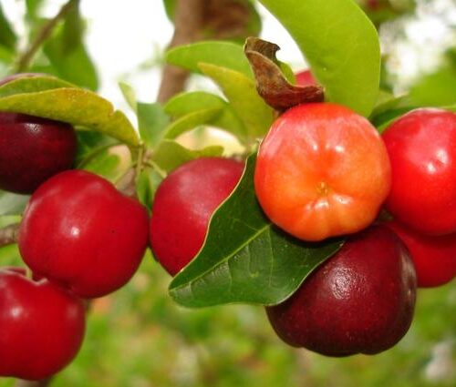 acerola cherries