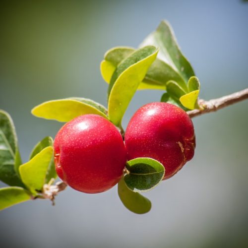 acerola-health-benefits