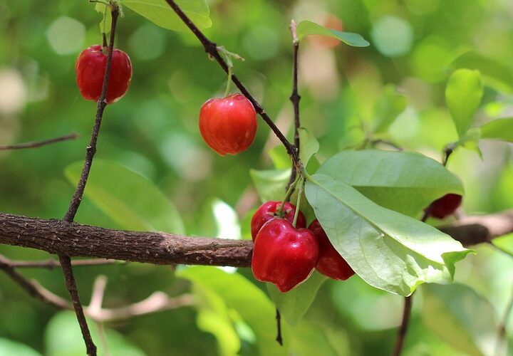 Acerola-cherries