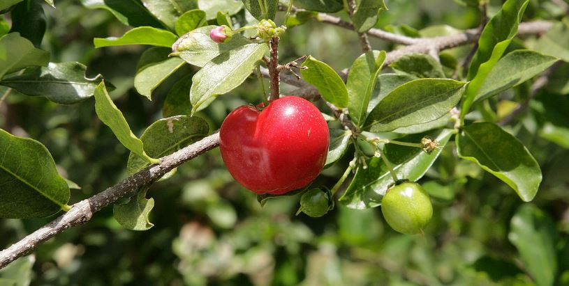 acerola cherry