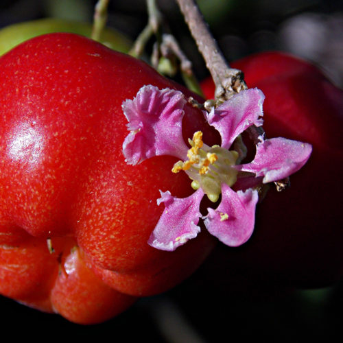 acerola-cherry