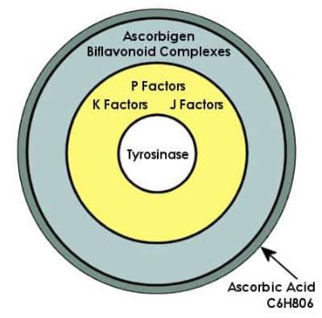 Functional Architecture of the Vitamin C complex