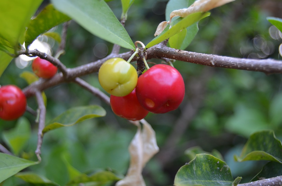 acerola-cherries-wfr