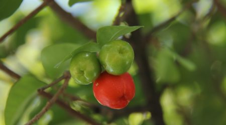 Benefits of Acerola